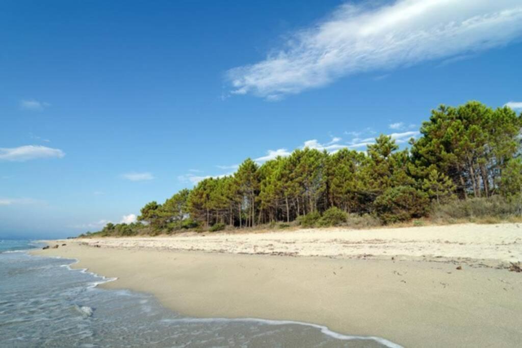 Marine De Bravone T2 Terrasse Front De Mer - Plage Pieds Dans L'Eau - Clim - Piscine - Wifi Linguizzetta Exteriör bild